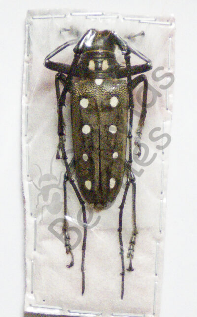 Batocera parryi