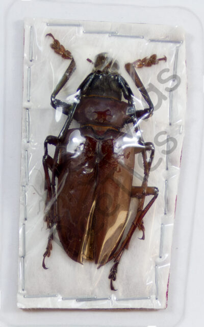 Prionidae ssp.