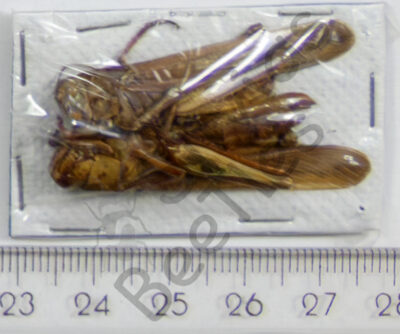 Orthoptera ssp.