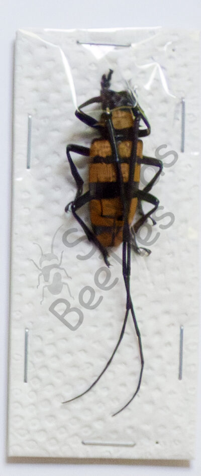Nemophas grayi ♂