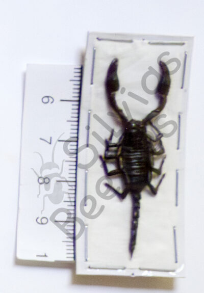 Skorpione sp.