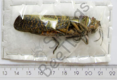 Phymateus saxosus