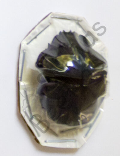 Pachylomera femoralis