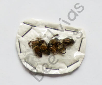 Rutelinae ssp.