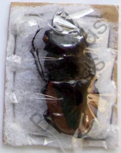 Odontolabis cuvera