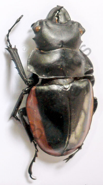 Odontolabis cuvera