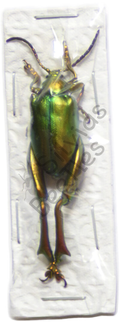 Sagra laticollis