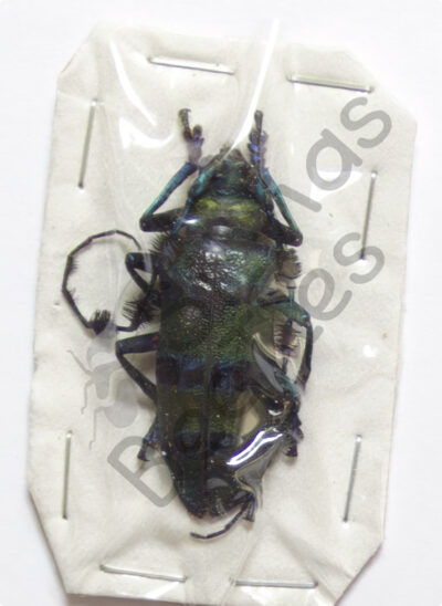 Diastocera wallichii tricincta