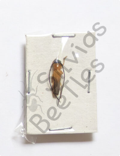 Cerambycidae ssp.
