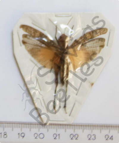 Pternoscirta caliginosa
