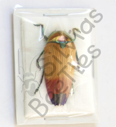 Metaxymorpha apicalis