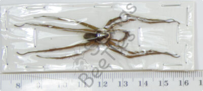 Dolomedes boiei