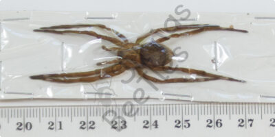 Arachnida ssp.