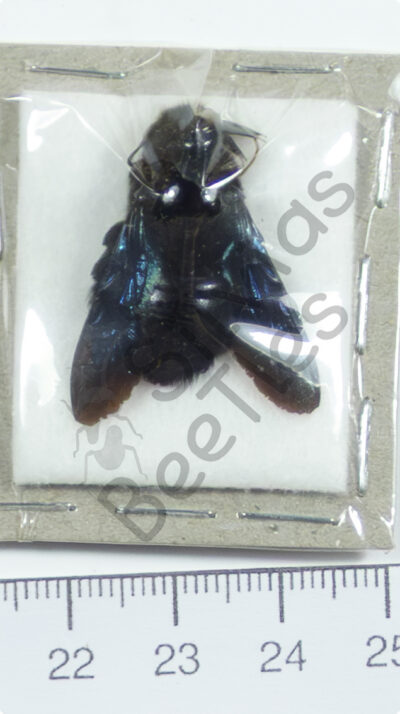 Hymenoptera ssp.