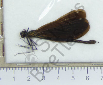 Odonata ssp.