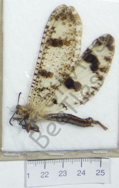 Palpares libelluloides, ♂
