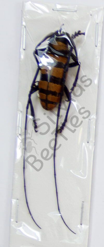 Nemophas grayi ♂