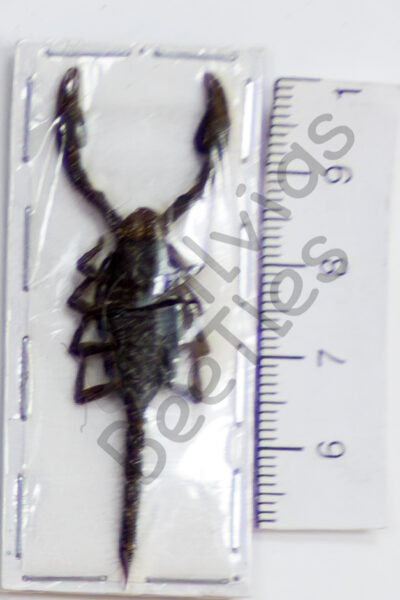 Skorpione sp.