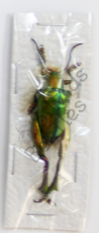 Sagra laticollis