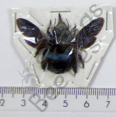 Brachycera, Xylocopa caerulea, ♀