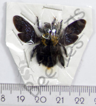 Brachycera, Xylocopa sp.