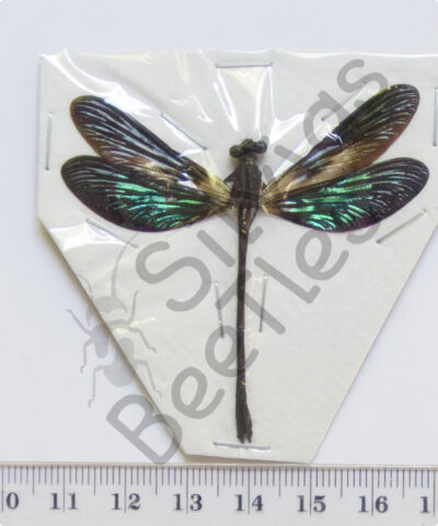 Euphaea variegata