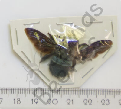 Brachycera, Xylocopa caerulea, ♀