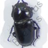 Prosopocoilus serricornis - Image 2