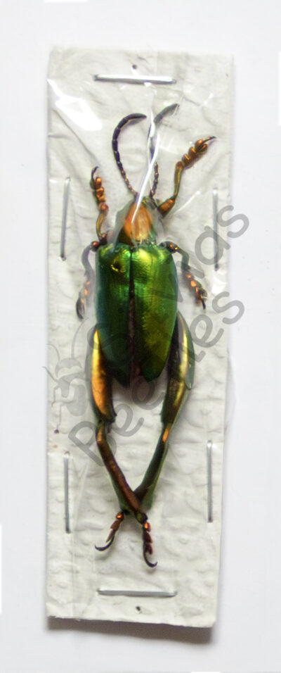Sagra laticollis