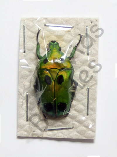 Heterorrhina sexmaculata