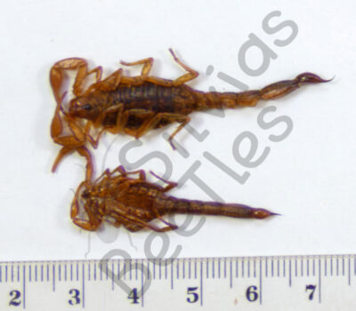 Skorpione sp.