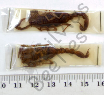 Skorpione sp.