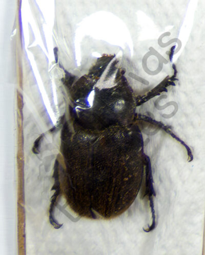 Heterogomhus hirtus, ♀