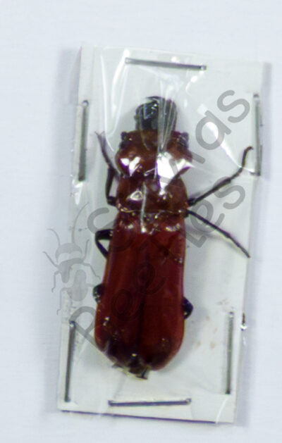 Meloidae, Cissites maxilosa ♂