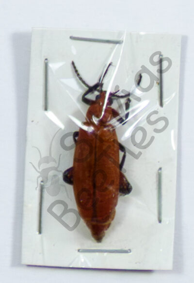 Meloidae, Cissites maxilosa ♀