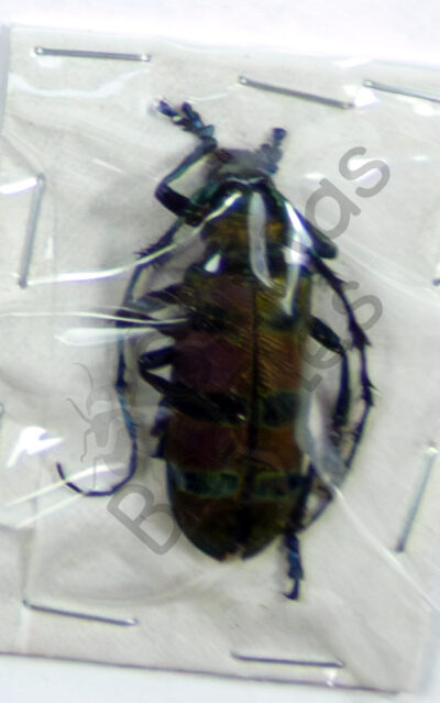 Diastocera wallichi tricincta