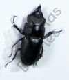 Prosopocoilus serricornis
