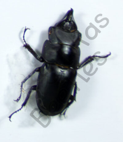 Prosopocoilus serricornis