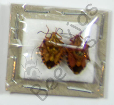 Heteroptera ssp.