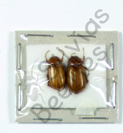 Melolonthinae sp.