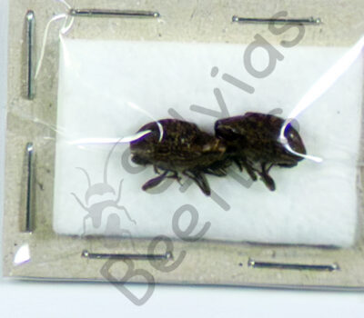 Curculionidae ssp.