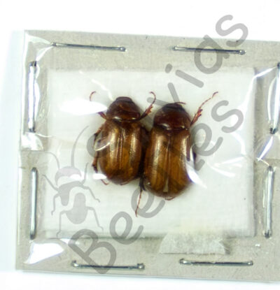 Melolonthinae sp.