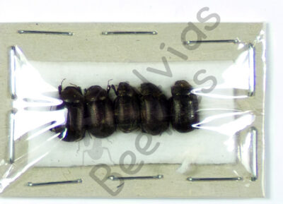 Melolonthinae sp.