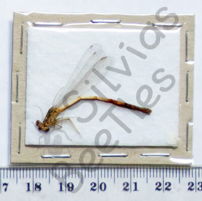 Zygoptera sp.