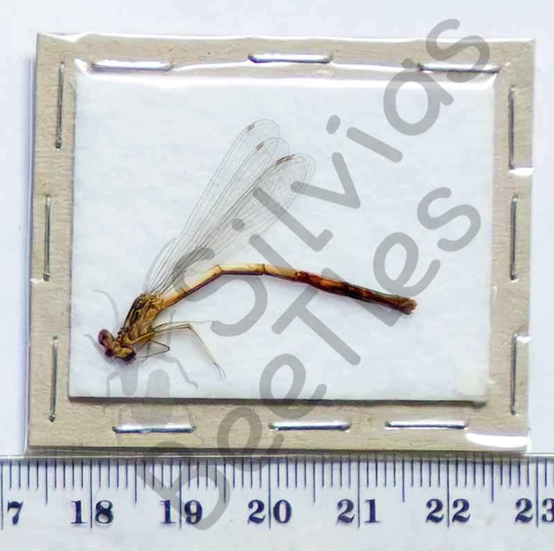 Zygoptera sp.