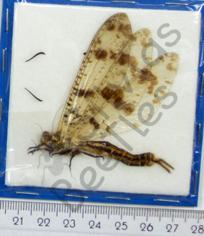 Palpares libelluloides