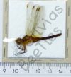 Odonata ssp.