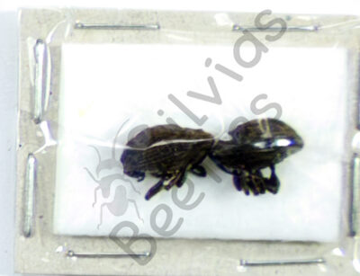Curculionidae ssp.