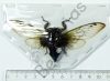 Orthoptera ssp.