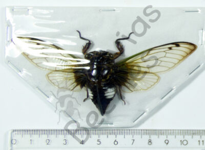 Orthoptera ssp.